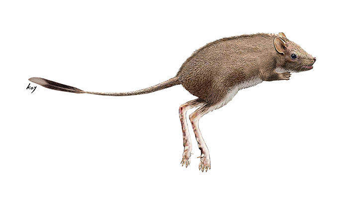 Based on tiny footprint fossils found in Jinju, Gyeongsangnam-do Province, scholars presume that the Cretaceous mammal may have looked like a contemporary kangaroo rat.